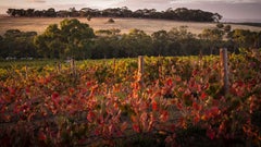 Stephen Pannell Wines