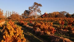 Burge Family Winemakers