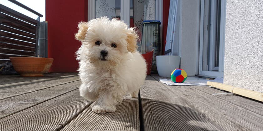 small dog playing on balcony 