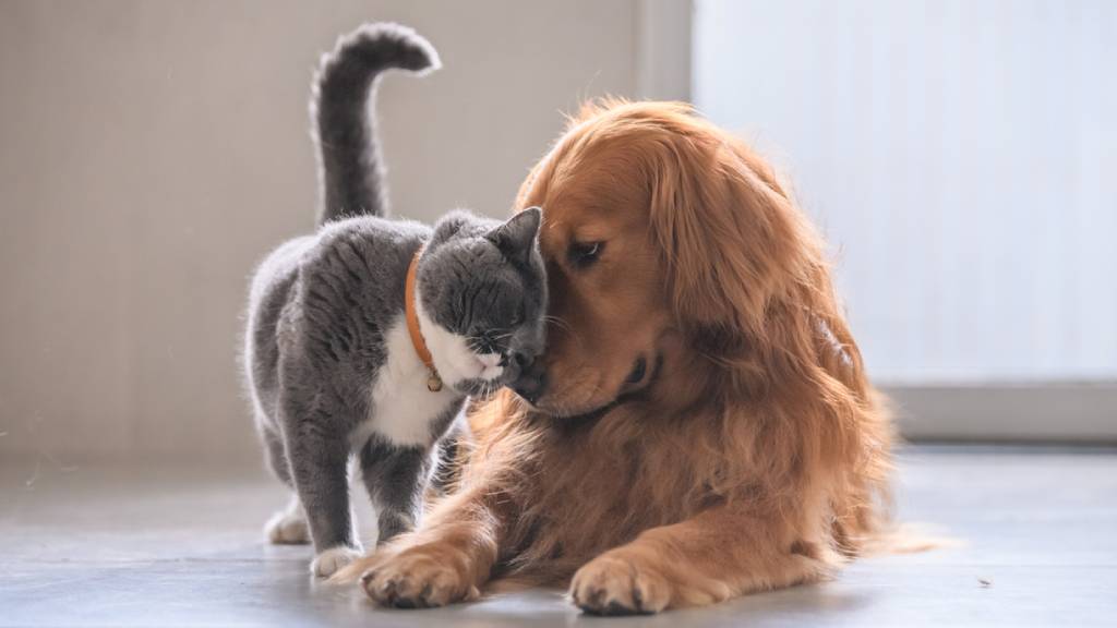 cat and dog socialising