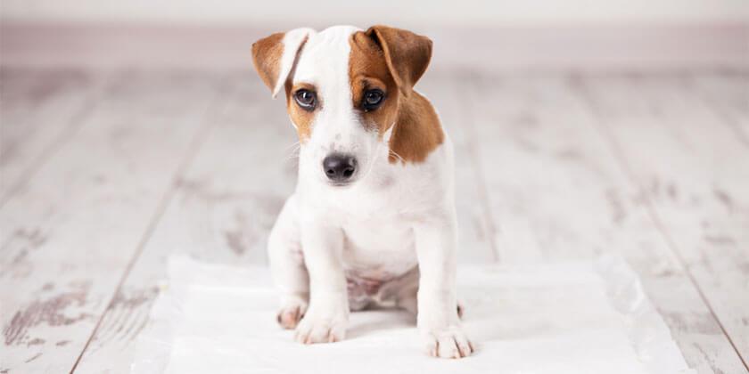 puppy being toilet trained