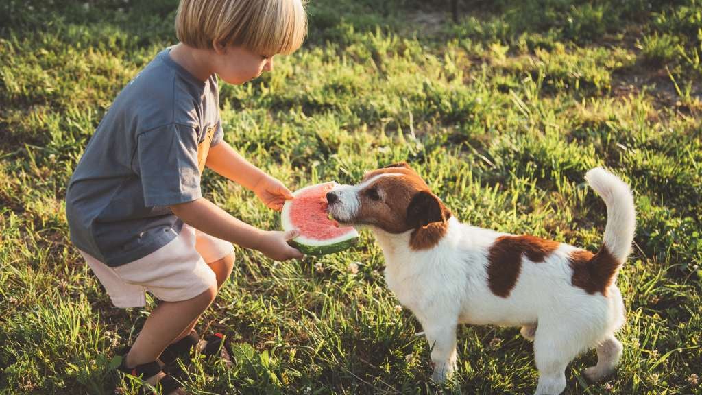 Child feeding his pet Jack Russell Terrier watermelon