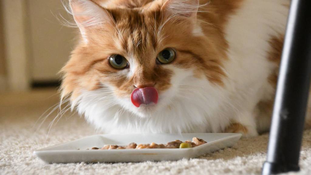 older cat eating dietary food