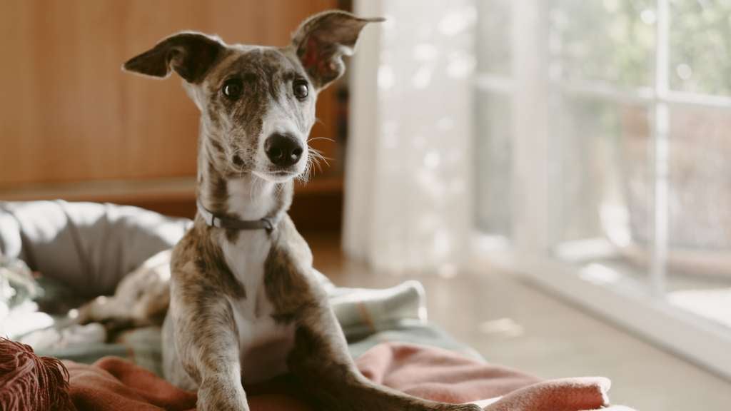 Greyhound puppy sits on bed 