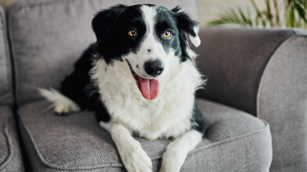 Border collie lays on the couch with its tongue out