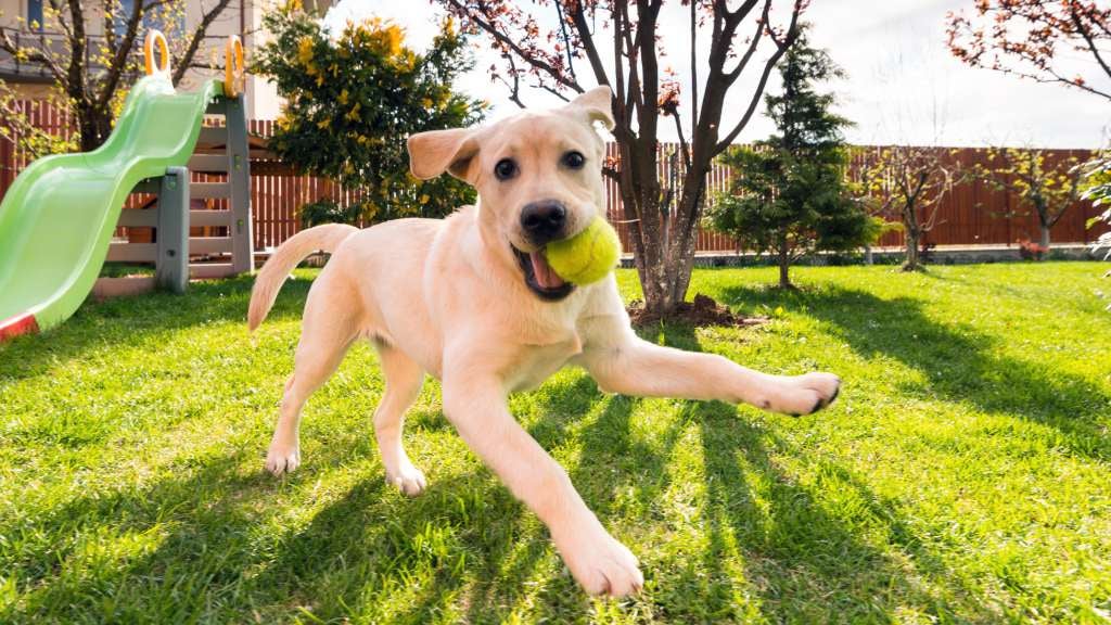 Labrador retriever puppy playing in backyard with a tennis ball