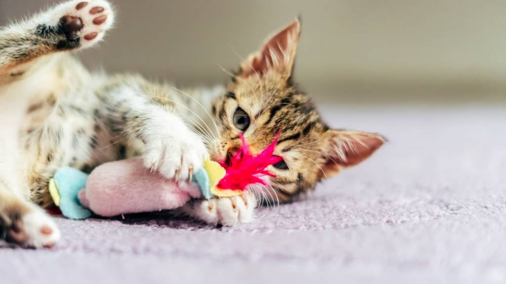 Tabby kitten playing with a toy