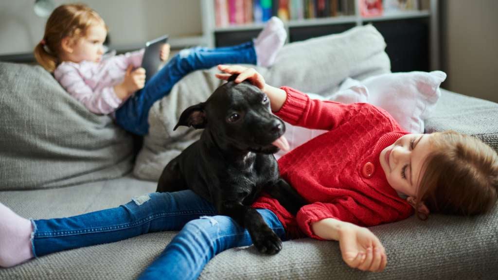 Staffordshire Bull Terrier puppy laying on little girl as they sit on the couch