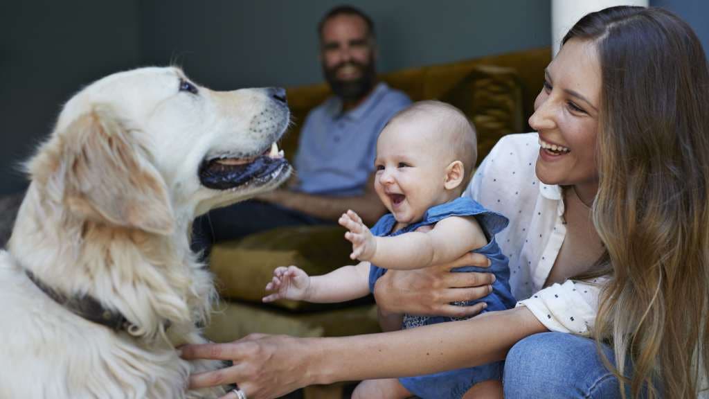 Happy family playing with their golden retriever