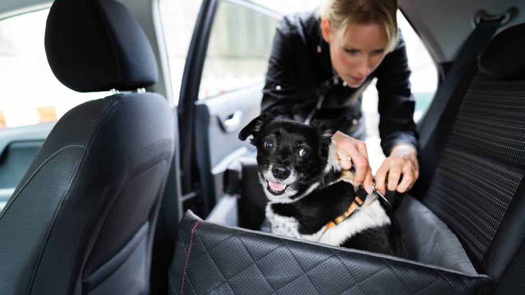 Transporting Dogs in the Car: How to Travel Safely