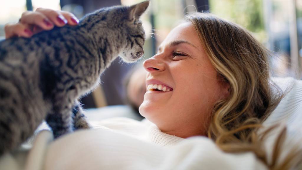 Top tips for keeping an indoor cat happy and entertained | Real Insurance