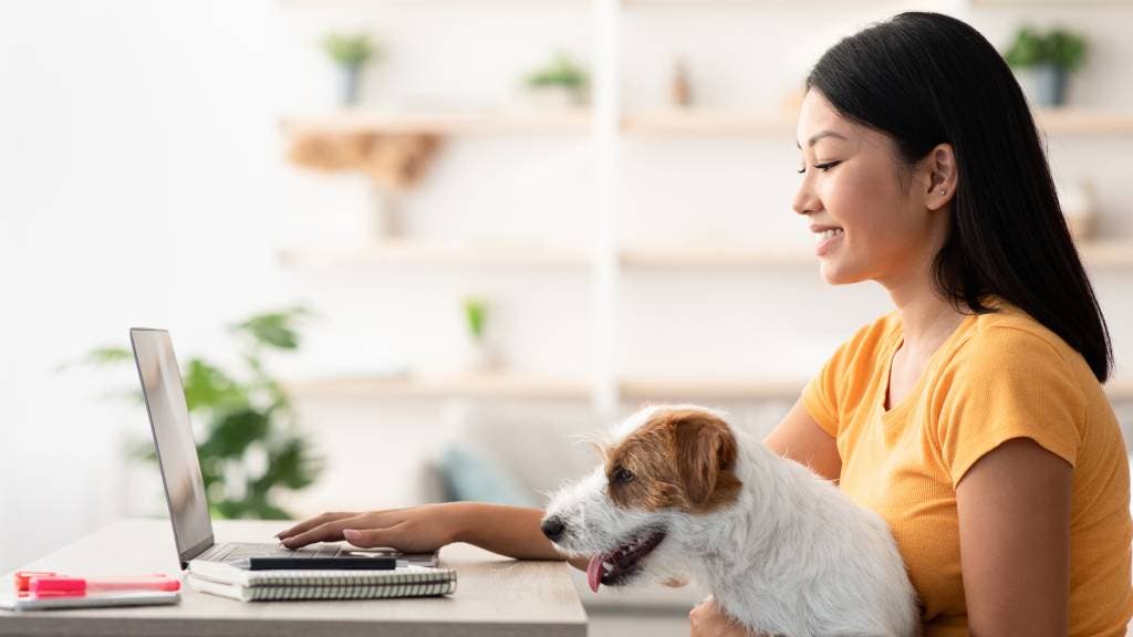 Owner typing on laptop with a dog in her lap