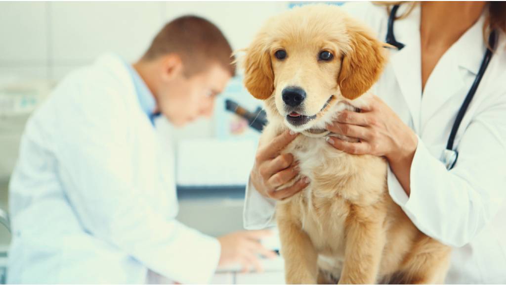 dog being searched for ticks at vet