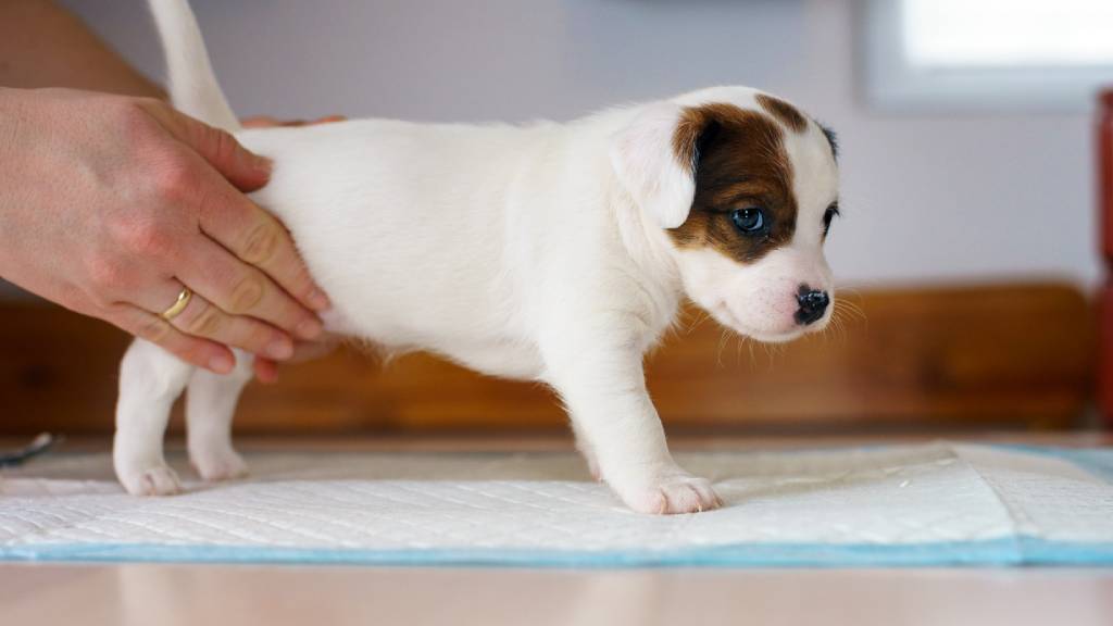 new puppy at home