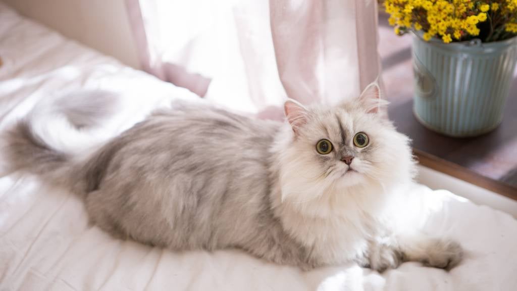 A fluffy Persian cat lounging on a bed