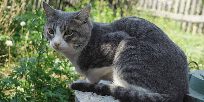 grey cat outdoors 