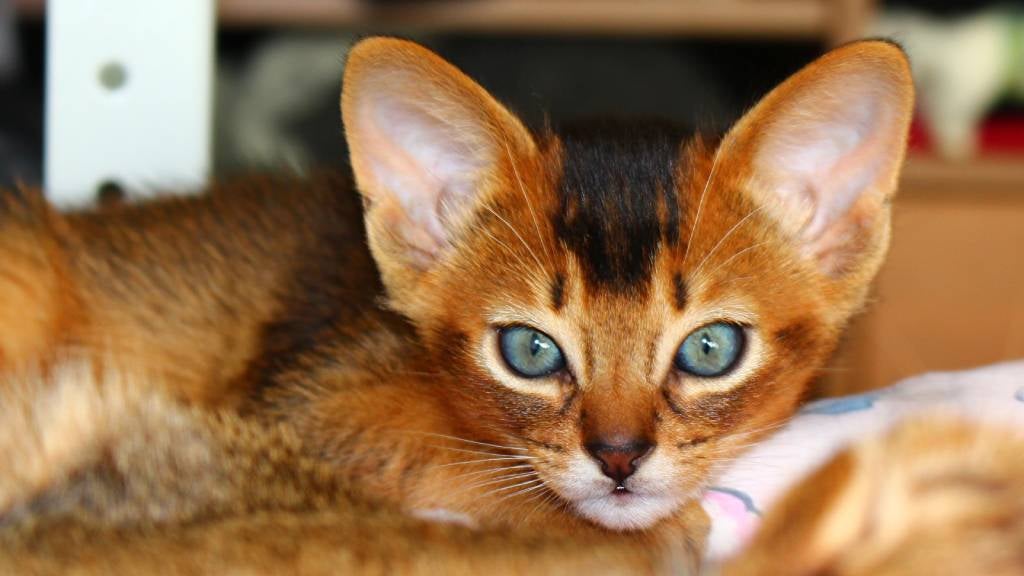 Abyssinian kitten with its paw tucked under its chin