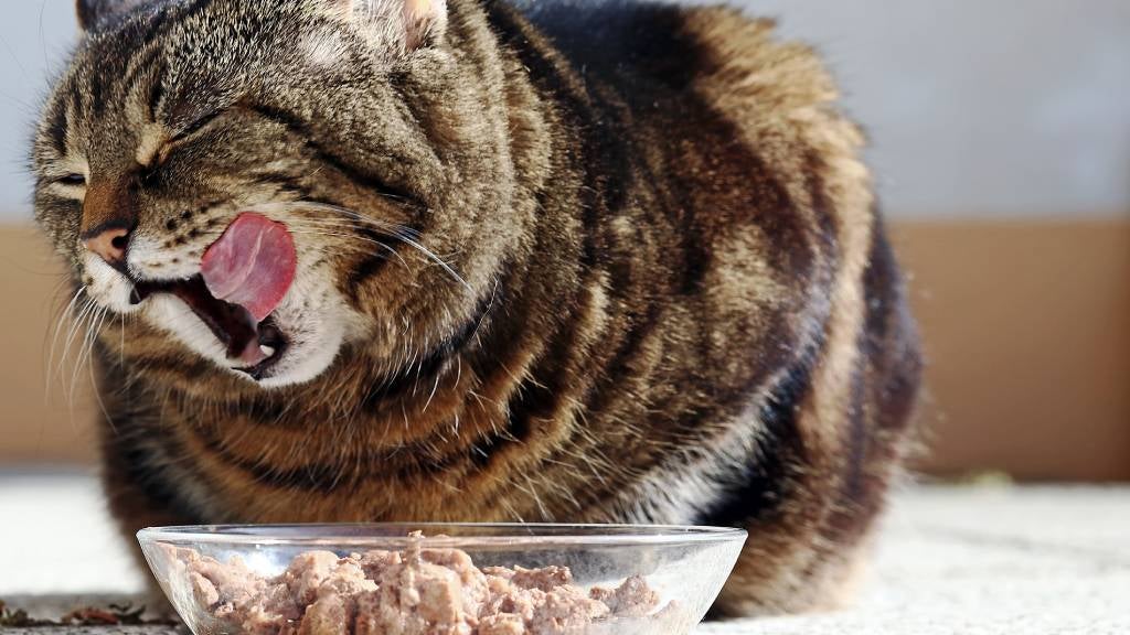 Overweight cat eats food from a glass bowl.