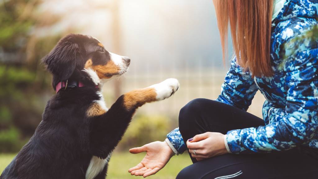 woman training dog to shake