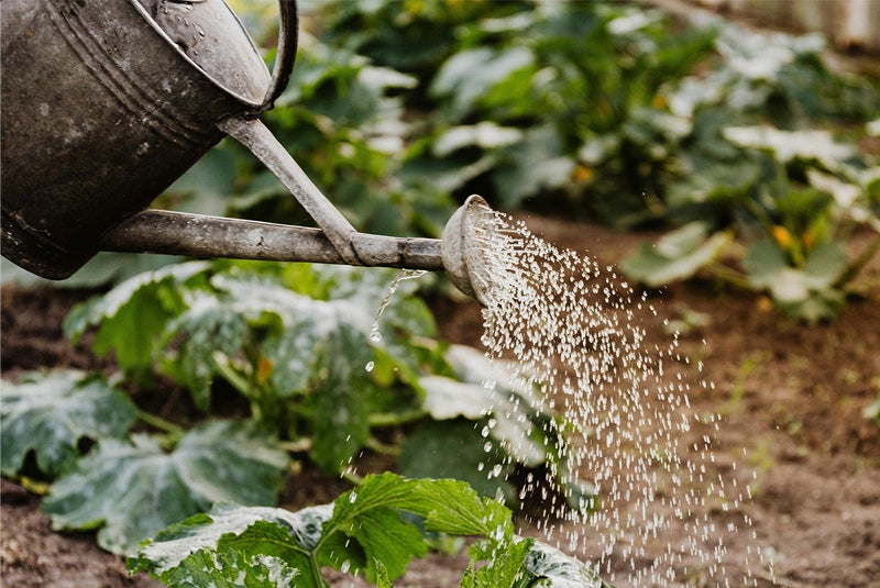 Watering can watering green leaves