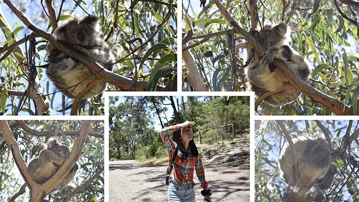 Lucy on the search for koalas.