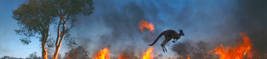 A Kangaroo fleeing a bushfire