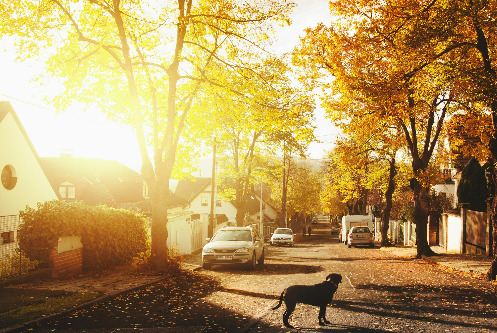 Image of suburban streetscape in autumn with black dog on road in foreground.
