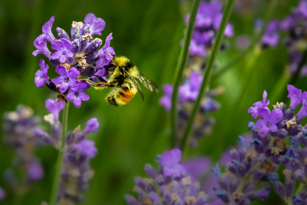 A honey bee retrieving nectar from a purple flower.
