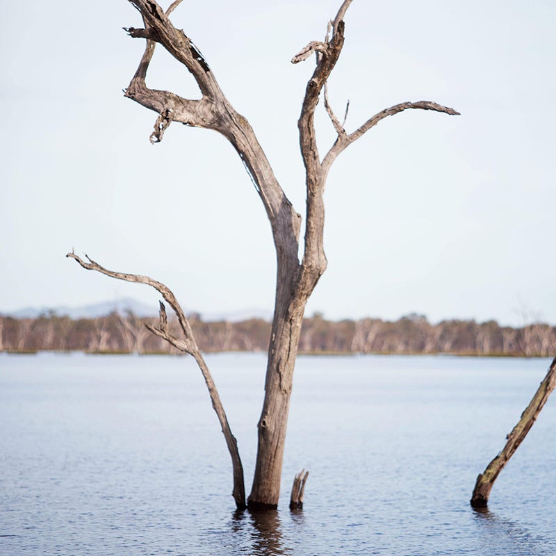 Tree submerged in flood water