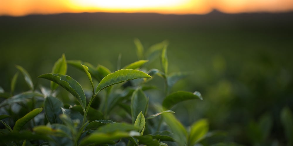 Green plants growing in field at sunrise