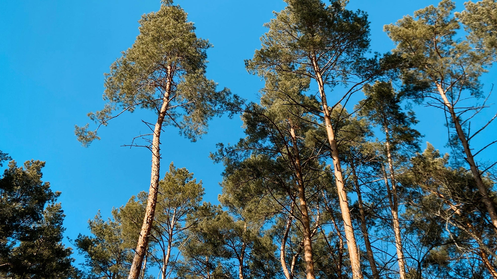 Trees on a blue sky background