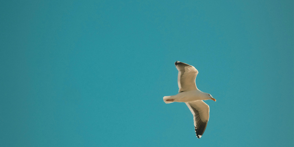 White seagull soaring against a blue, cloud-free sky.