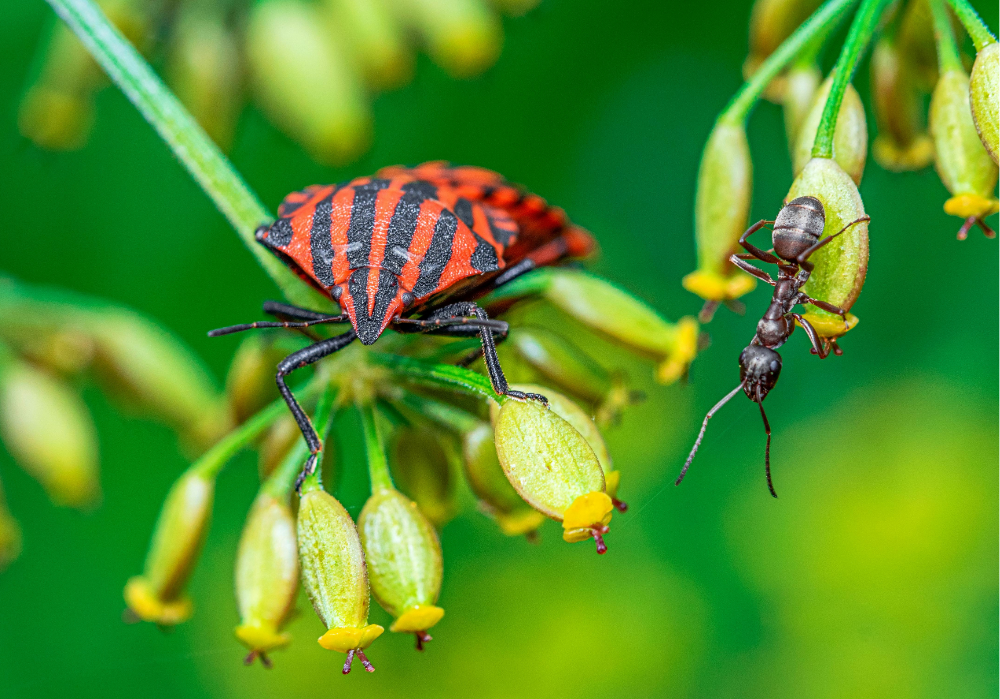 A red and black striped bug lying on a green plant with yellow petals next to an ant.