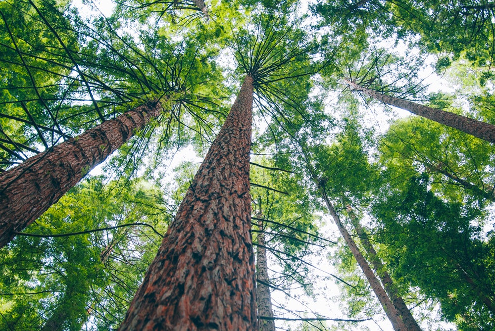 Shot of trees in forrest