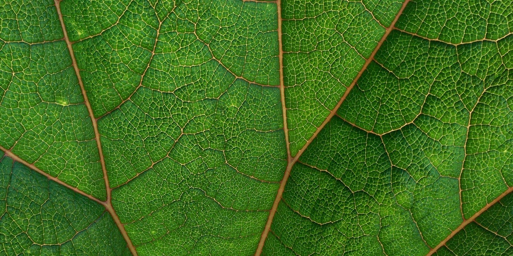 Green leaf