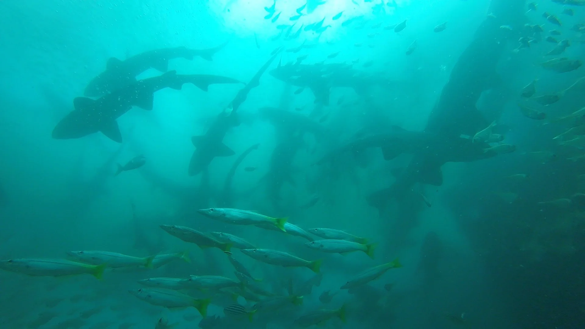 To the 15+ sharks in this photo, please don't eat me.