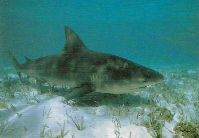 Something's in the water.