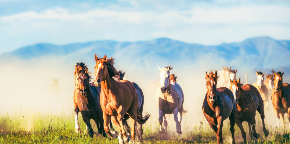 A large group of horses galloping in the wilderness 