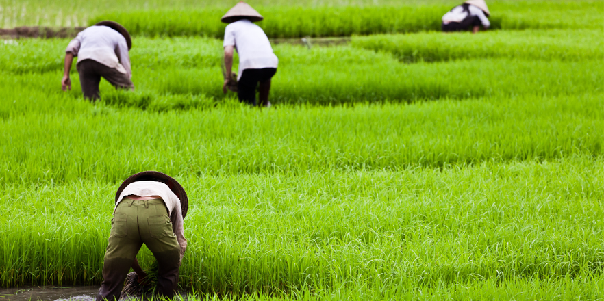 Rice planting