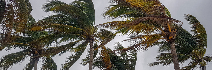 Trees blowing in wind 