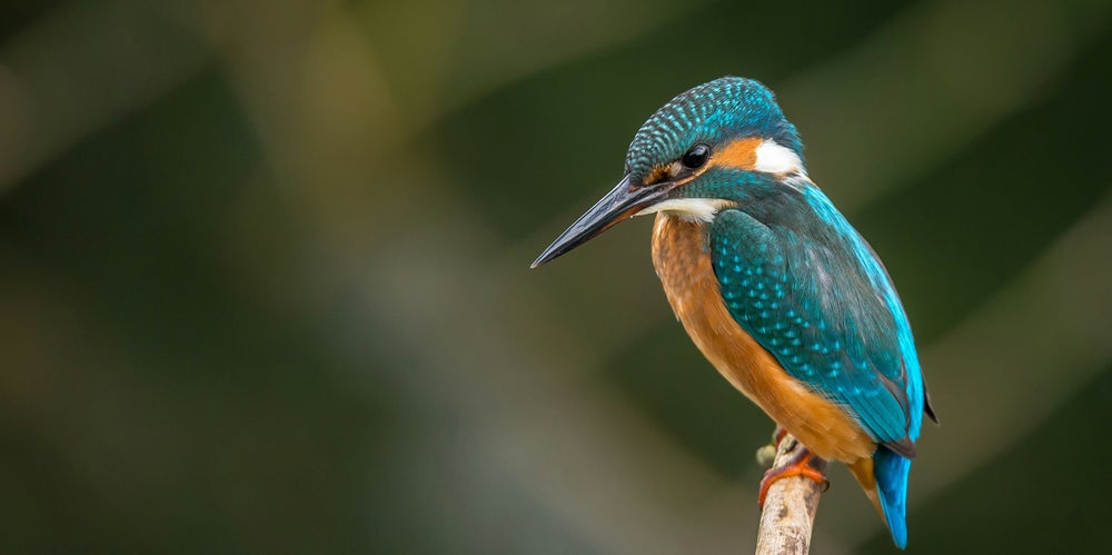 Colourful bird sitting on a branch in the bush