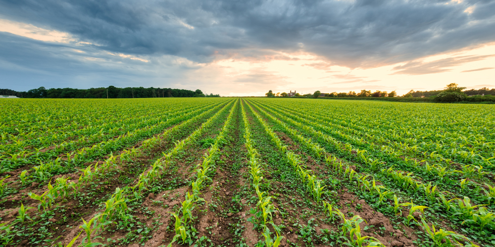 Field with new green plants with grey clouds in the background