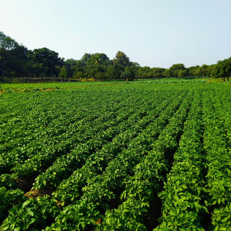 Verdant green field of crops.