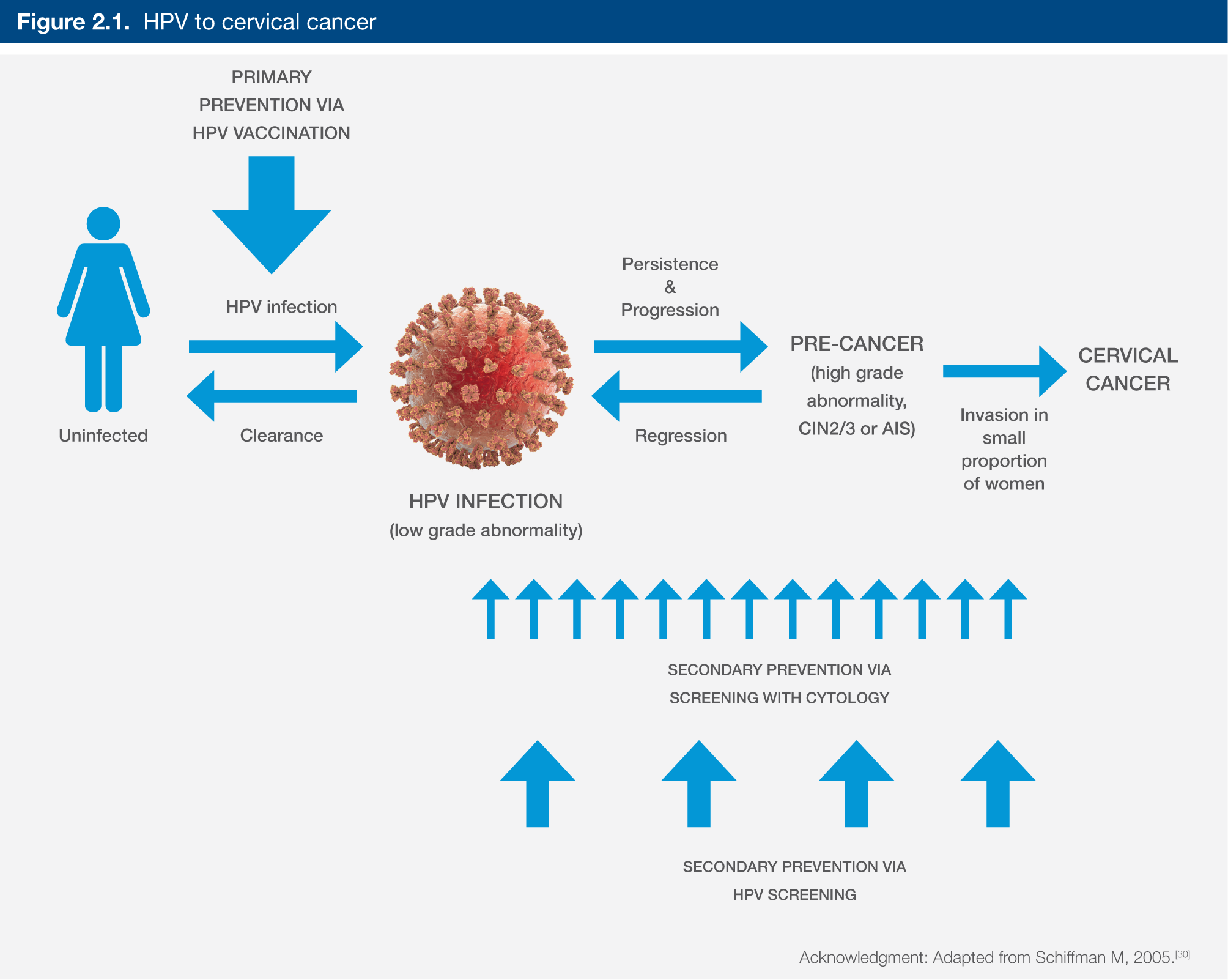 2. The rationale for primary HPV screening | Cancer Council