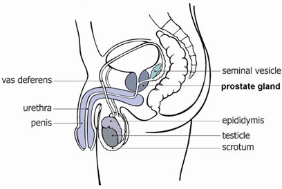 prostate cancer forums australia