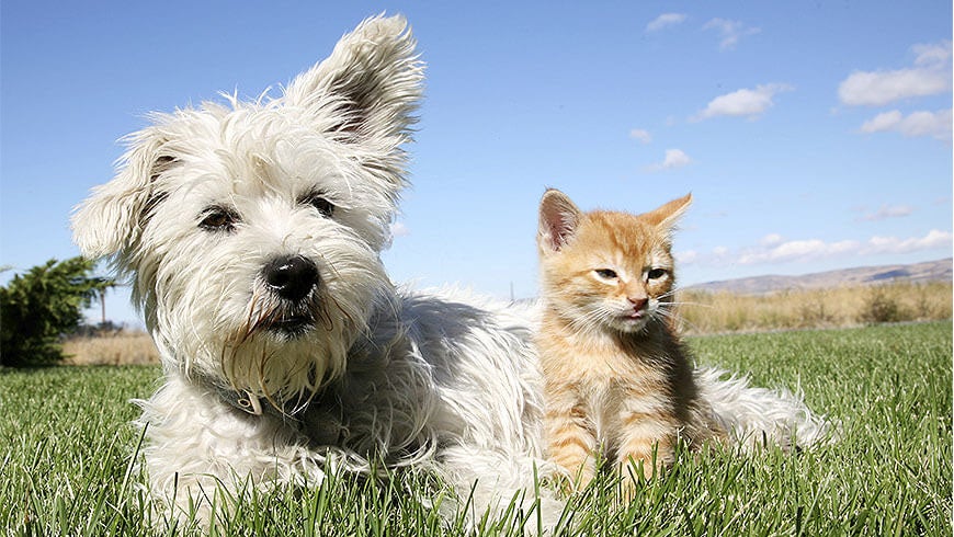 The Pros and Cons of Cats and Dogs