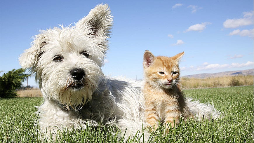 the-pros-and-cons-of-cats-and-dogs-choosi