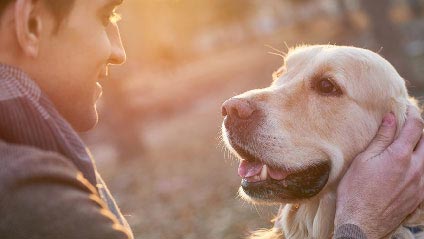 Compare Pet Insurance Quotes in Australia | Choosi