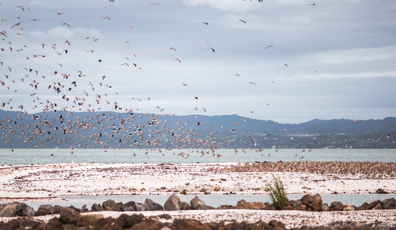 Many of the endemic, migratory and native wading bird species who visit Manukau Harbour take flight in a swarm above the Manukau bird sanctuary and roosts. The bar-tailed godwit is a common, seasonal sight along the Watercare Coastal Walkway.   