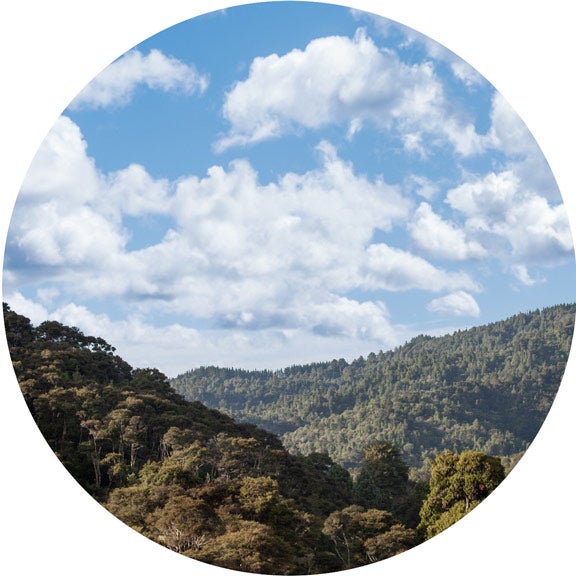 Image from the Hūnua Ranges of native bush and white clouds building in the blue skyline.